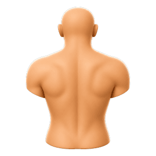 Picture illustrating back