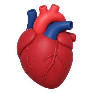 Picture illustrating heart