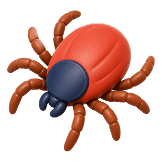 Picture illustrating tick
