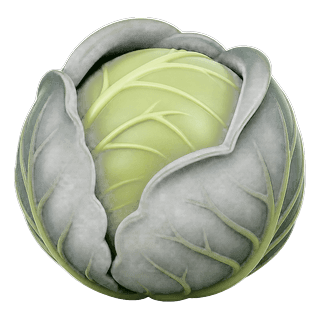 Picture illustrating cabbage